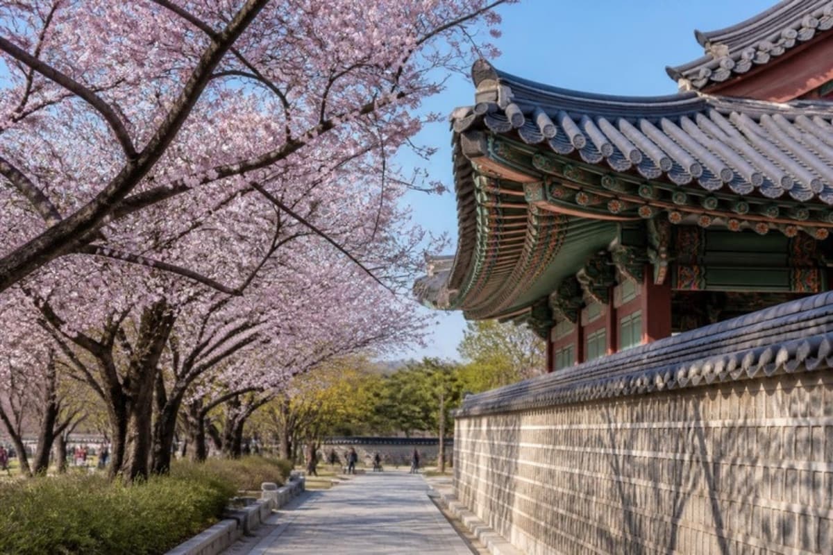 Cherry blossom along a stone path beside a traditional palace roof in Seoul in spring